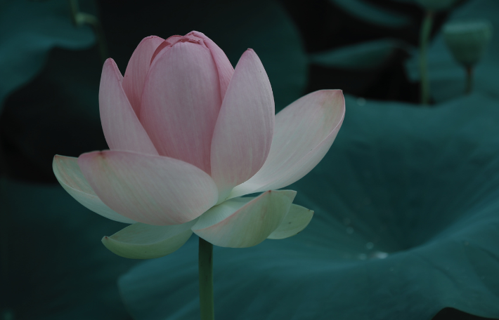 平家物語「祇園女御」現代語訳あらすじ